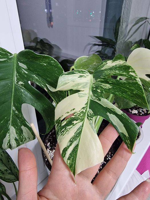 Продам черенки монстеры альбы вариегатной