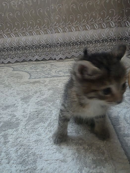 Отдам котят в добрые руки