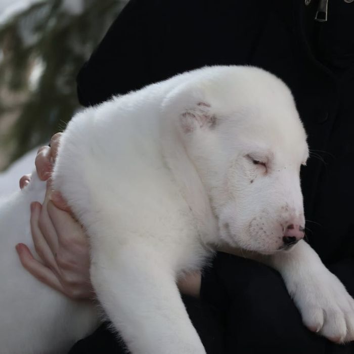 Белоснежные медведи Сао алабай