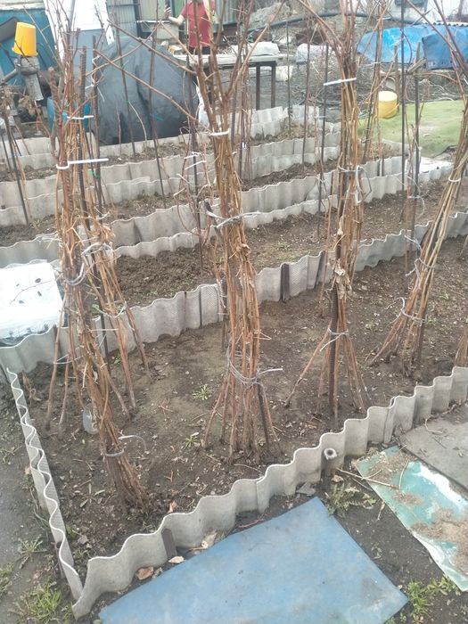 Продам корни малины