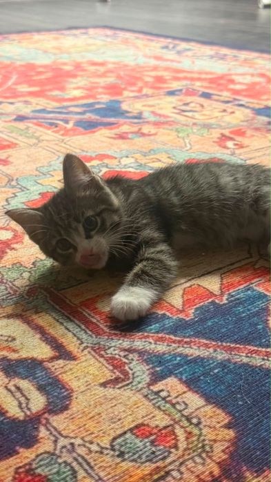 Отдам котенка девочку