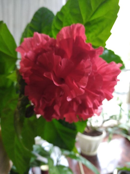 Колеус, клеродендрум