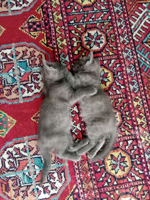 Tekinga beramza srochny