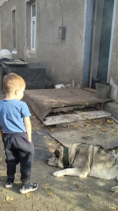 Пропала собака г. Шахтинск, собака хаски