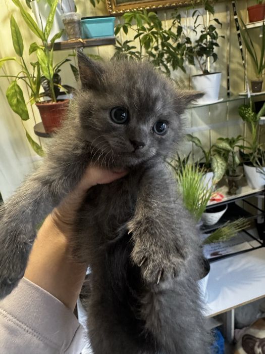 Котята  страйт мальчик