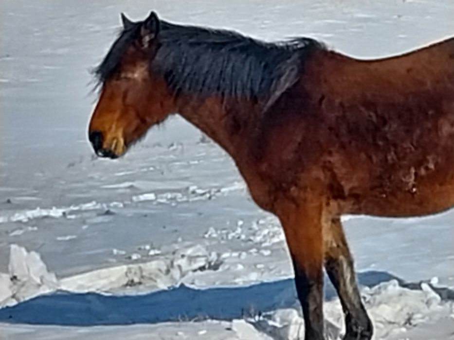 Шамші Қалдаяқов.