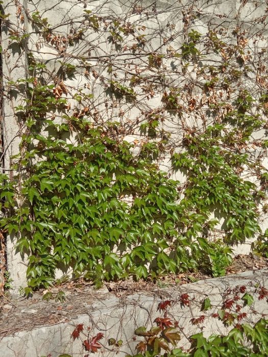 Девичий виноград Вичи