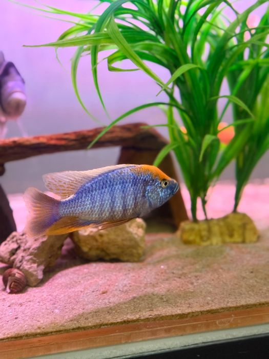 Рабочая пара Отофаринкс самец+самка