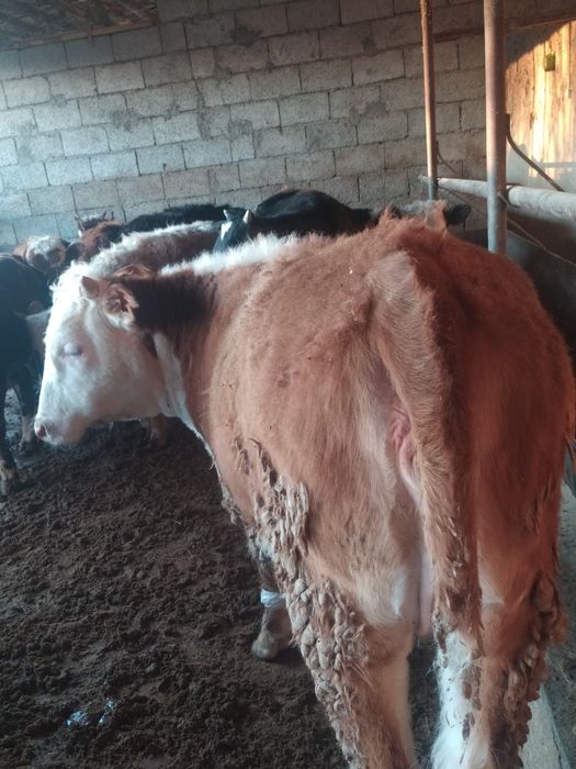 Порно қарапайым болып көрінеді