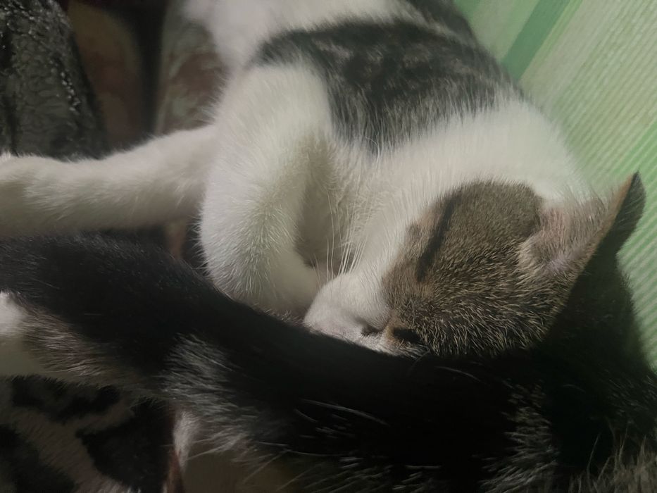 Отдам даром кошек