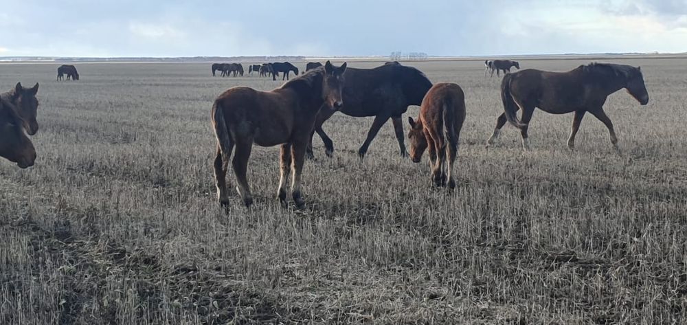 Жеребята  продам