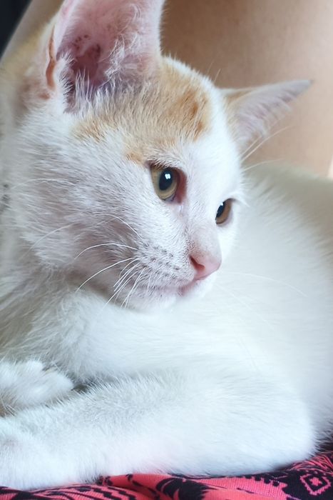 Красиво мъжко котенце