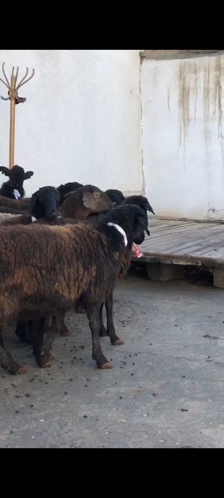 Ұрғашы тоқтылар сатылады