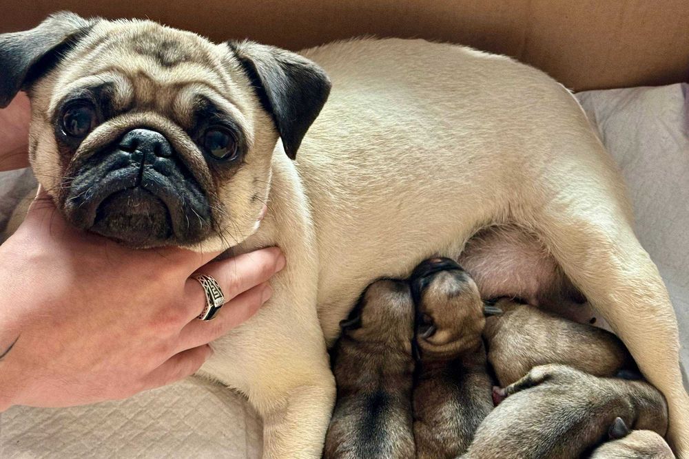 бежевые мопсята  щенки