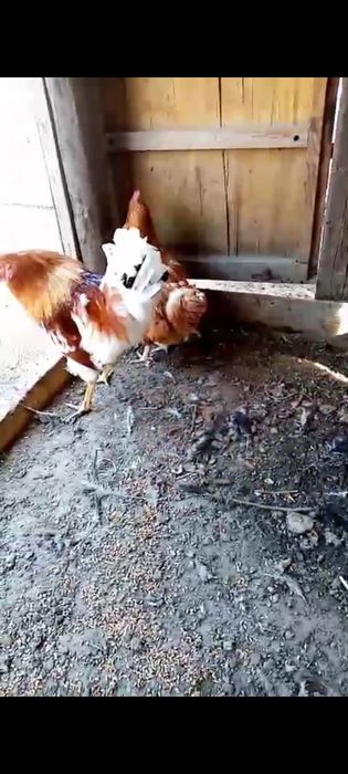 Тауық тауық тауық