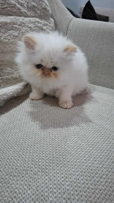 Персийско котенце