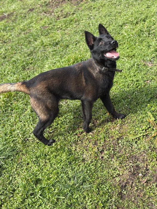 Femela Ciobanesc Belgian Malinois DRESATA