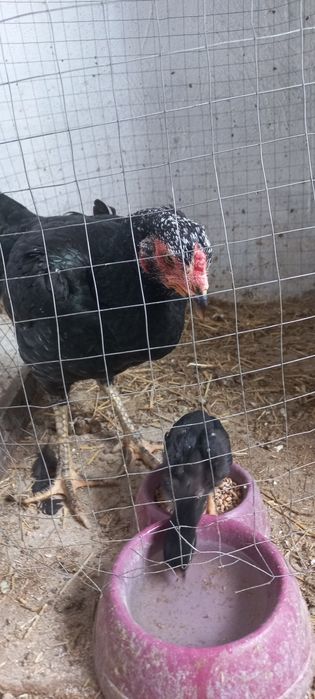 Дакан Шамо таук шожекпен сат.