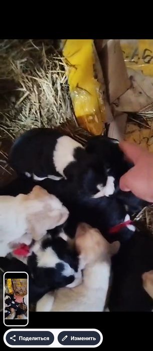 Таза тазы щенок сатылады