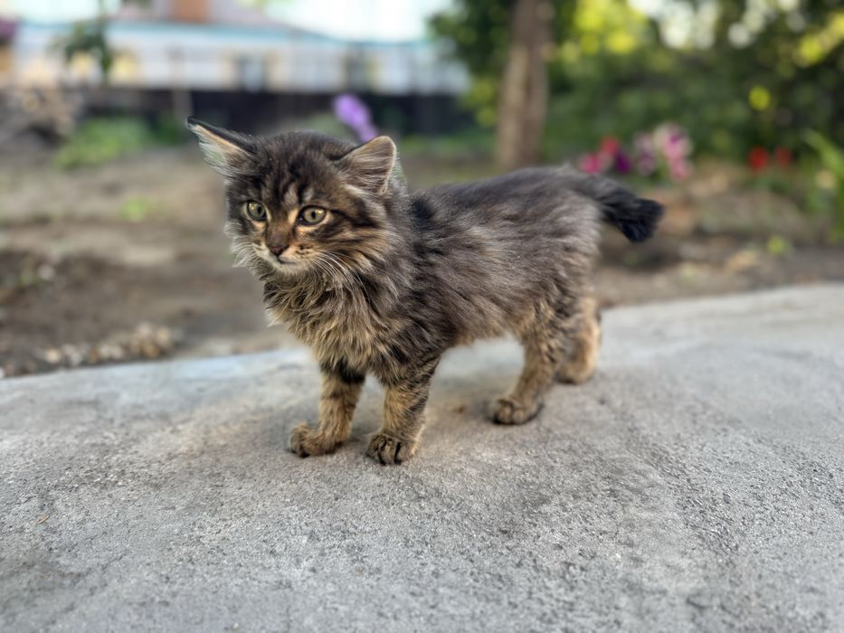 Отдам котенка в добрые руки (девочка)