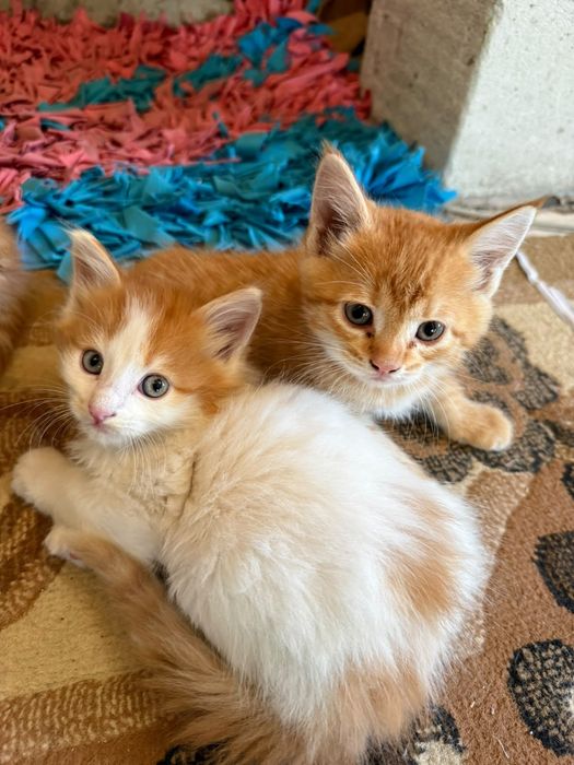Котята мейнкун (по маме)