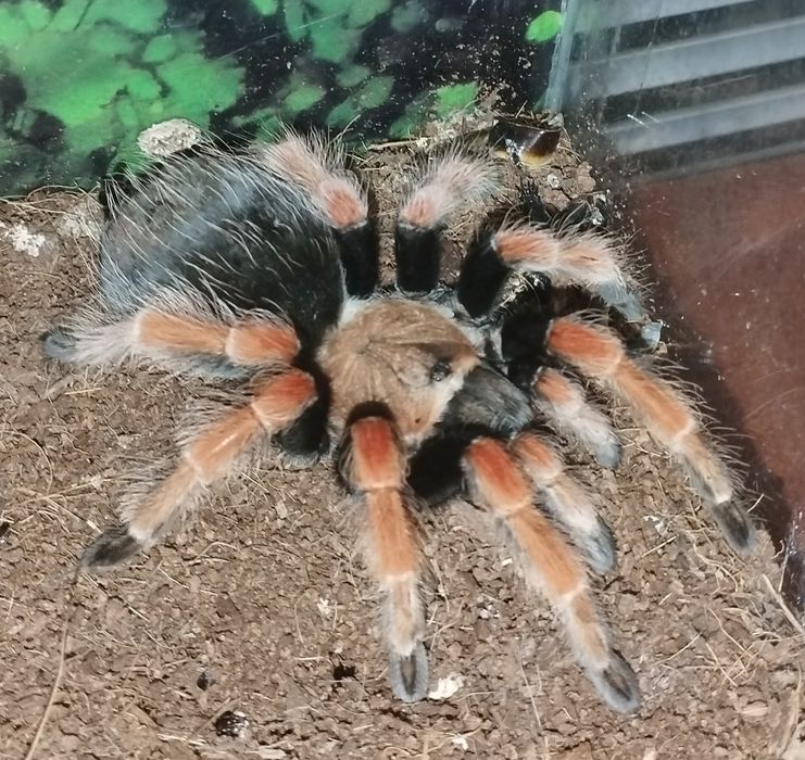 Паук птицеед B. boehmei