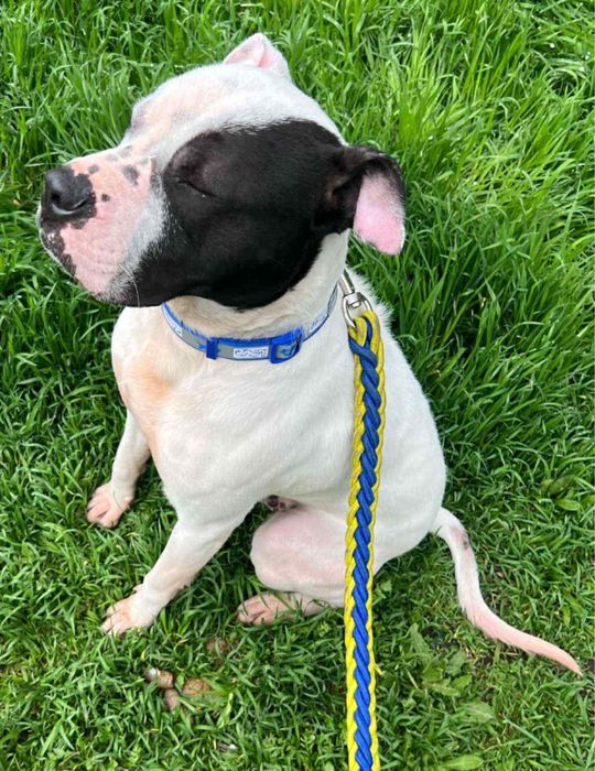 Подарявам куче на грижовни стопан