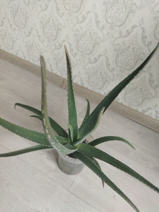 Продам срочно алоэ вера
