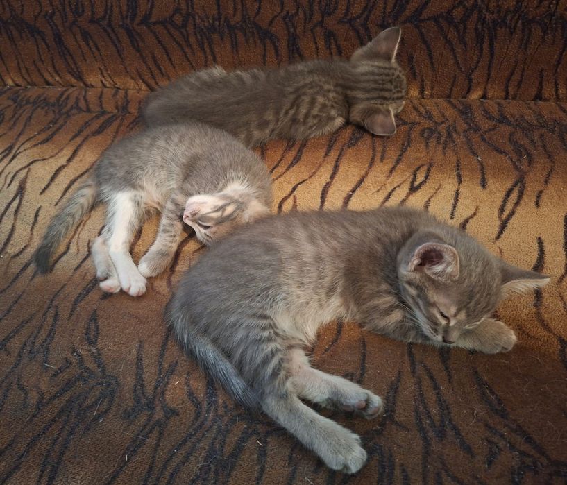 Котята домашние бесплатно