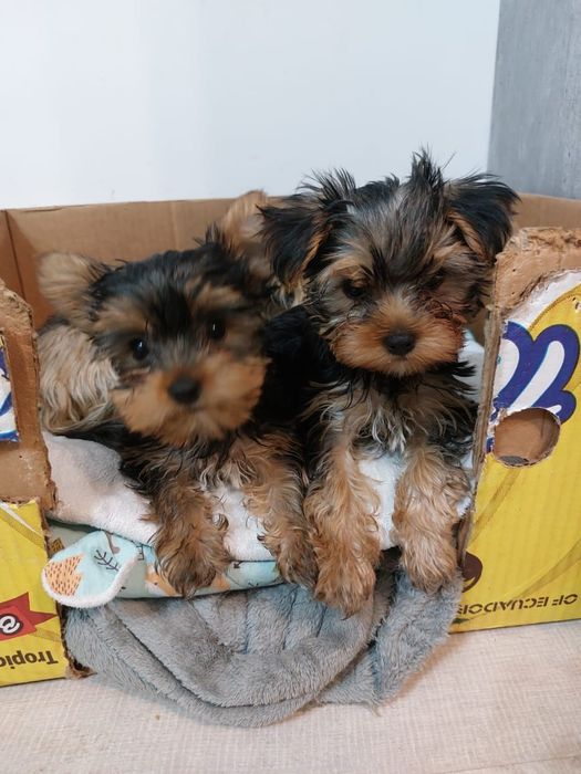 Йорк кобель для вязки