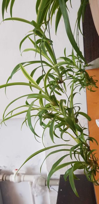 Комнатные растения (цветы)