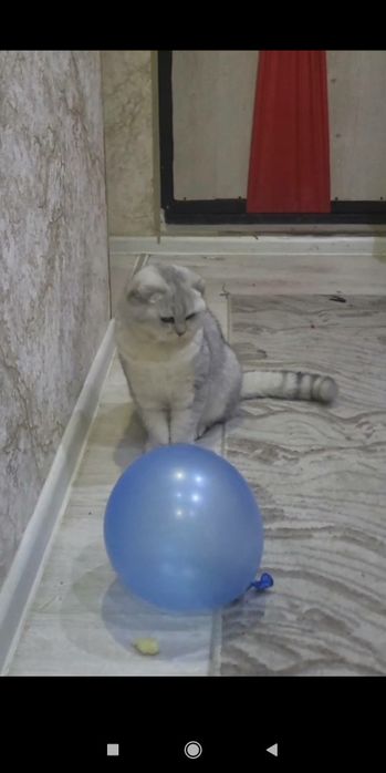 Qoni toza zotdor mushuk ŏğilbola,qizmushuklarni taklifqilamiz