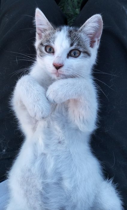 Котята мальчики в добрые руки! 2 месяца.