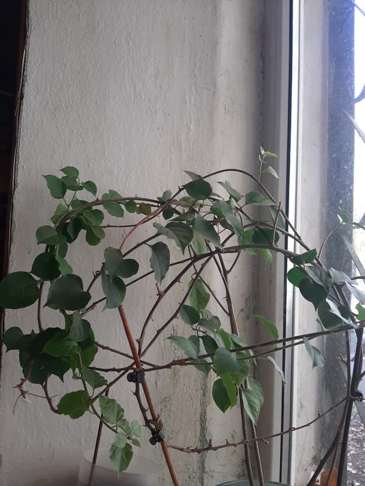 Продаю  комнатные растения