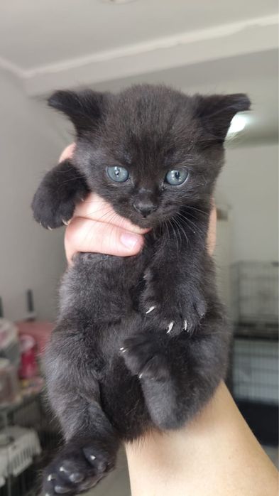 Котятки в добрые руки