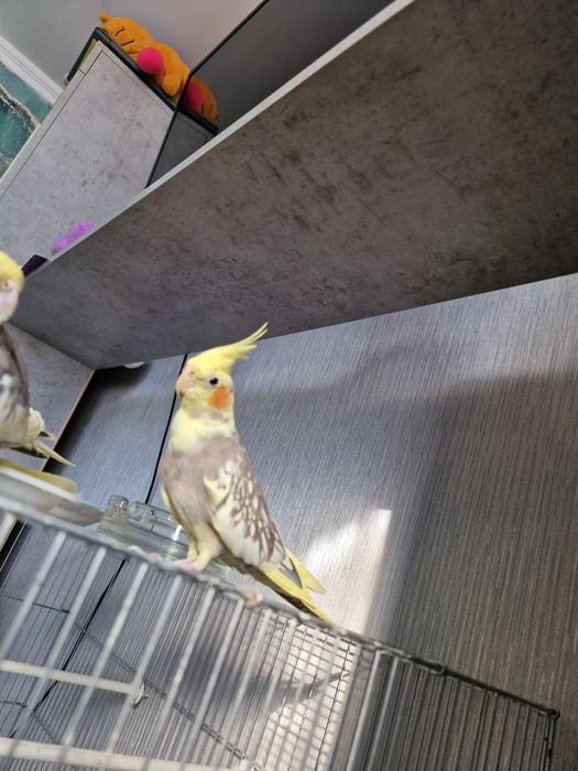 Продам девочку Кореллы