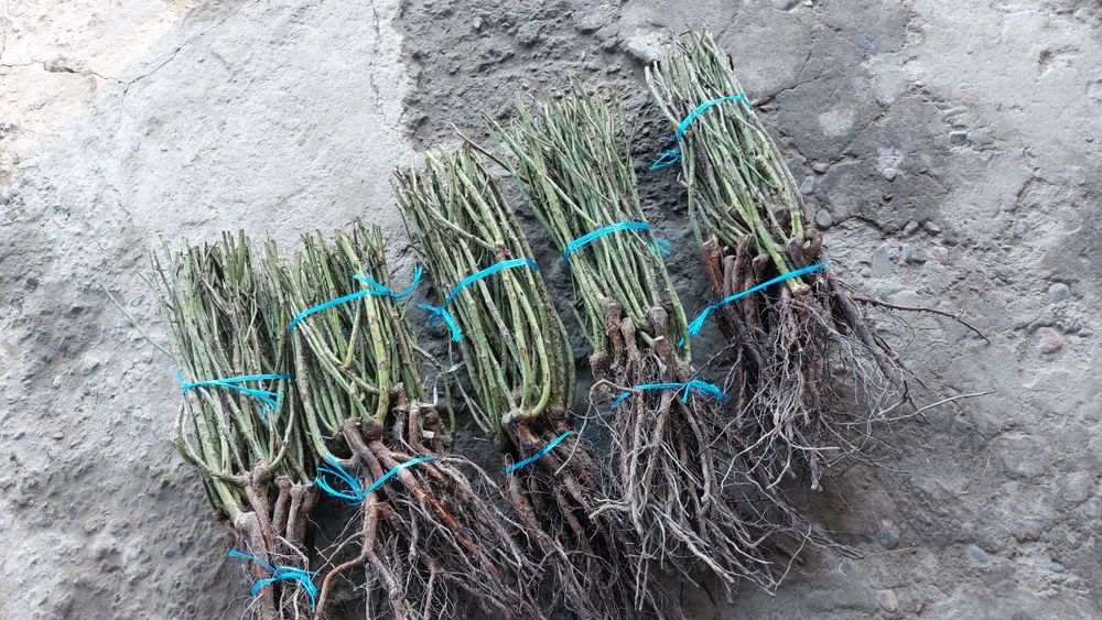 Продам саженцы  итд