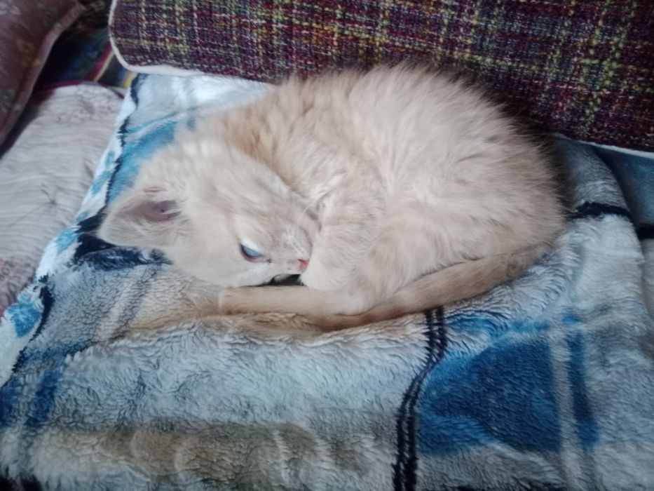 Отдам котёнка даром