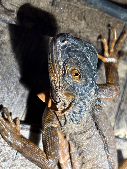 Red iguana 40-50 cm