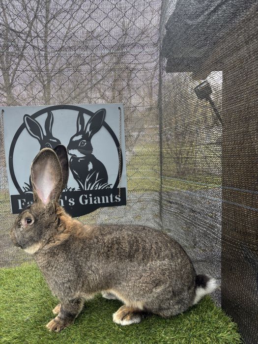 Mascul Urias German Gri Tatuat