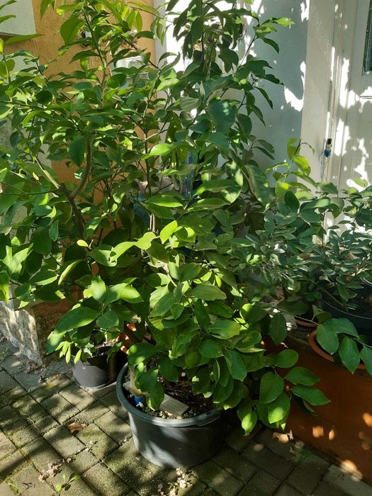 Pomi de vânzare (plus plante purificatoare de aer)