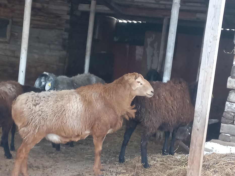 Кошкар  на Племя.