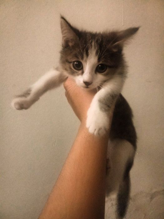 Отдаю котёнка в добрые руки