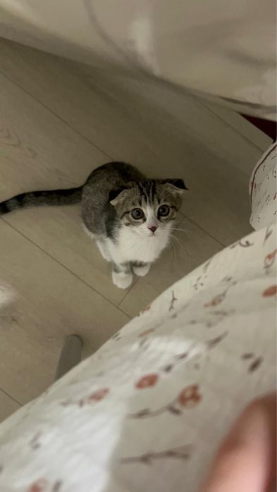 шотландская вислоухая кошка