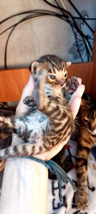 Продаются бенгалята