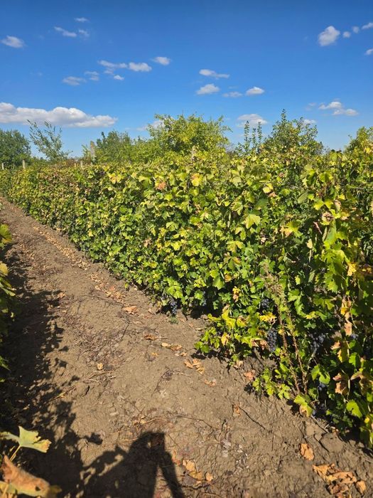 Struguri de vânzare pentru vin si de masa.
Tel : 0783 082 299