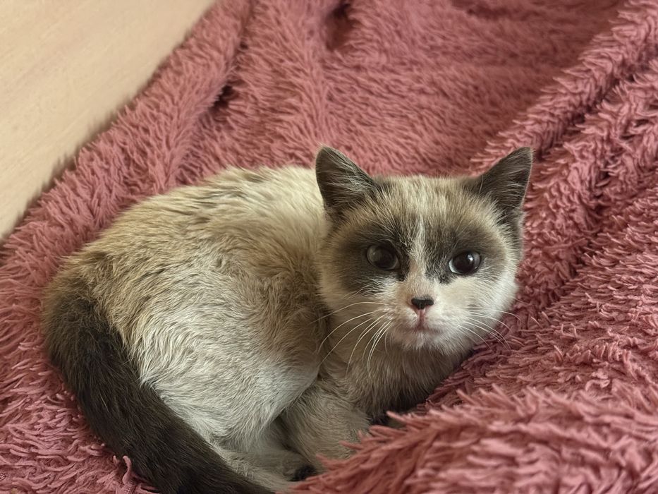 отдам кошечку в хорошие руки