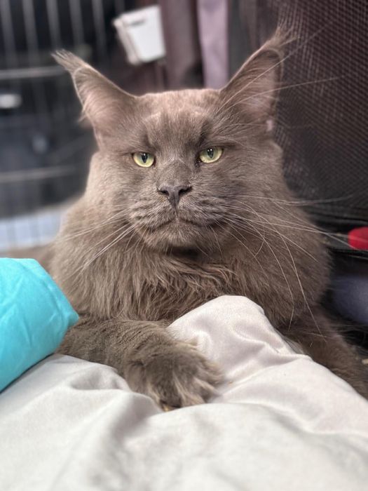 Pui Maine Coon superb