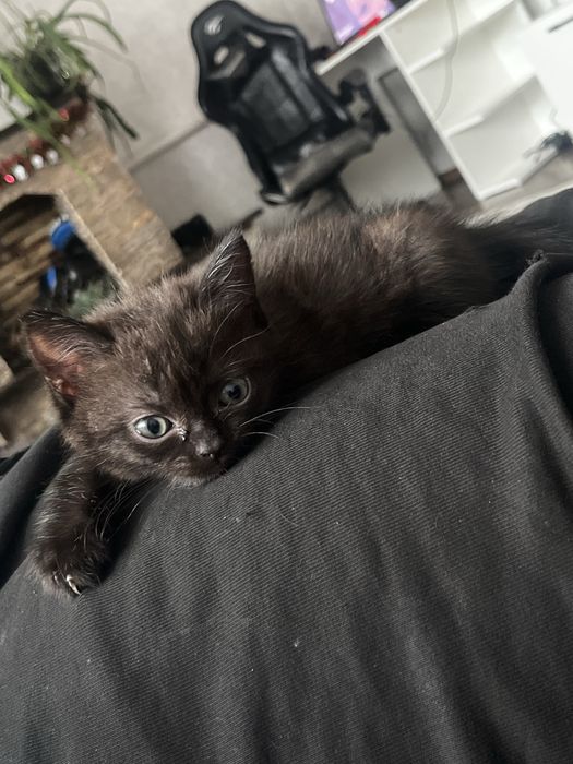 Продам двух котят девочек