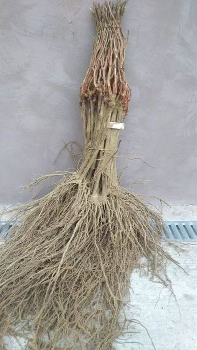 Vand butasi vita de vie anul 2 si 3